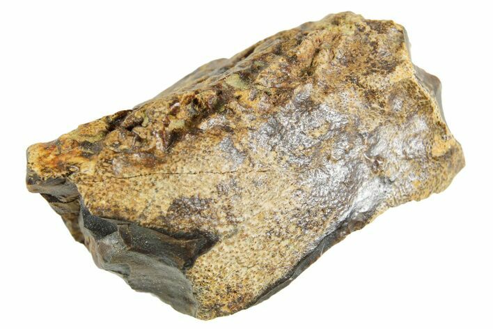 Partial Fossil Triceratops Tooth - Wyoming #364381